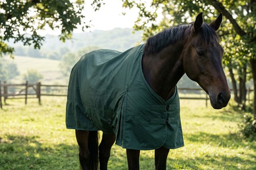 How to Ensure Proper Equipment Fit for Horse Comfort?