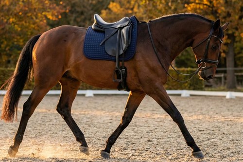 Saddle Pad Selection: Fit and Performance Beyond Patterns