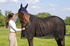 Summer Horse Care: Keeping Your Horse Cool & Protected