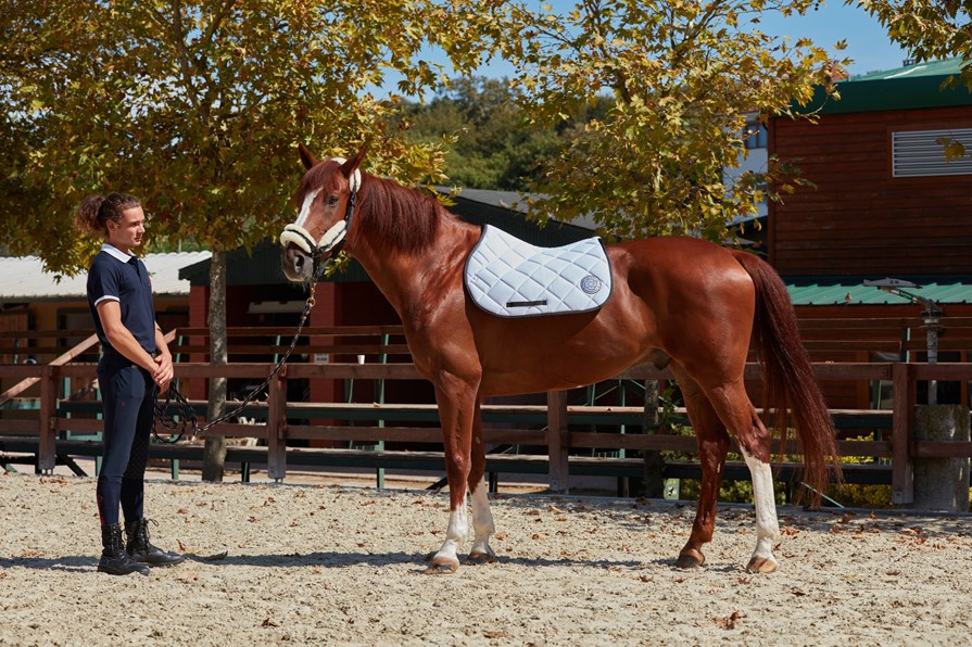 PARIS ROYAL BLUE/BRONZE HONEYCOMB SADDLE PAD