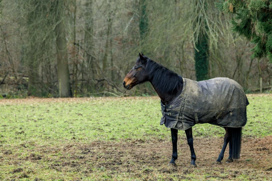 Turnout or Stable? 7 Criteria for Choosing the Right Horse Rug