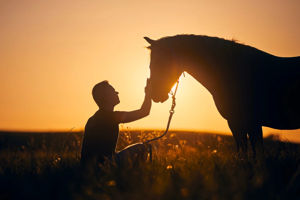 No Room for Violence in Our Relationship with Horses: A Call for an Ethical Approach 